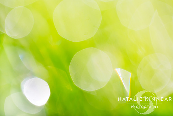 Green Abstract - Dewdrops in the Sunlit Grass - Natalie Kinnear Photography - Print and Canvas Wall Art copy